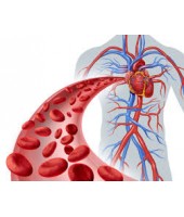 Coração e circulação